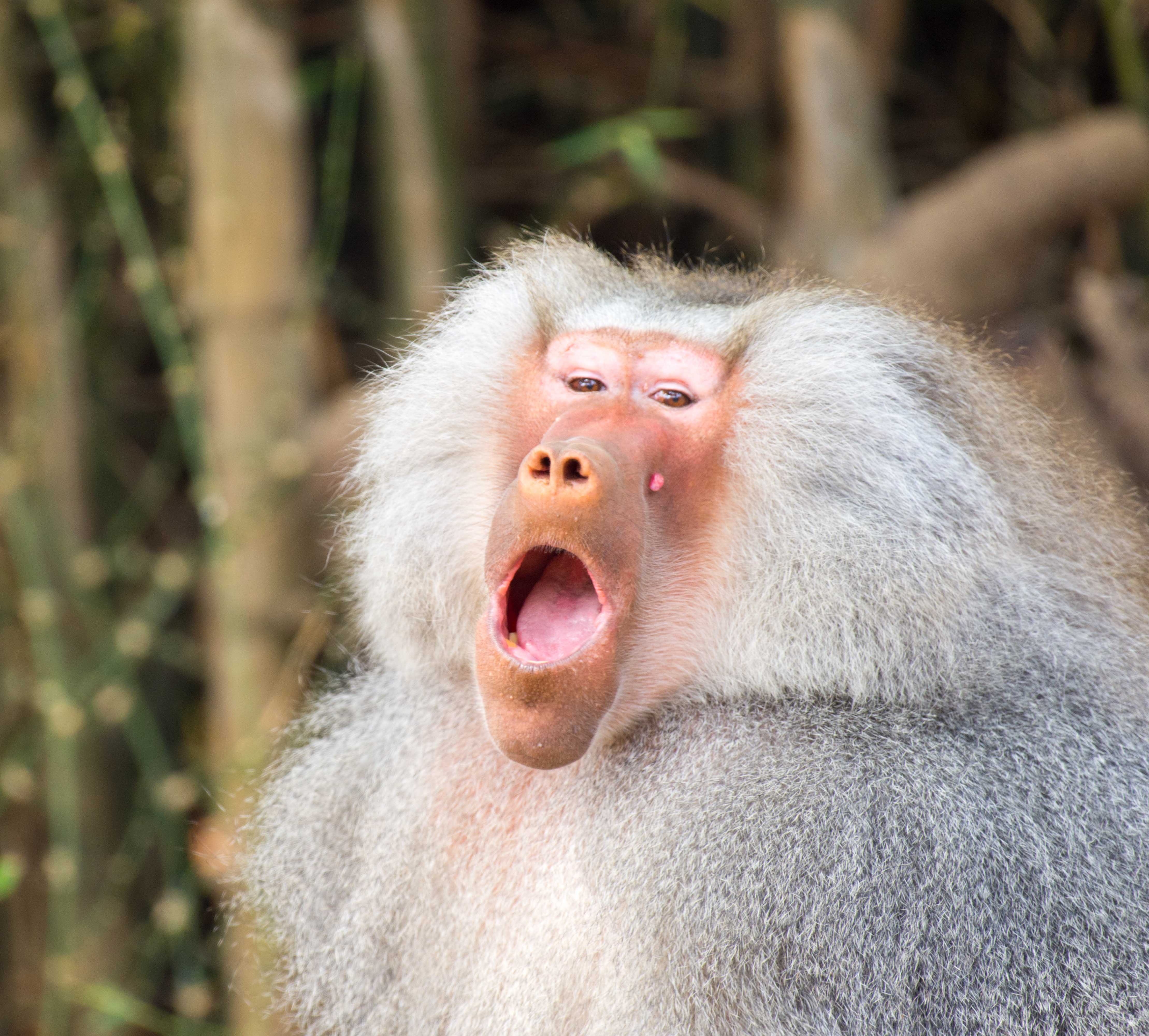 Hamadryas Baboon